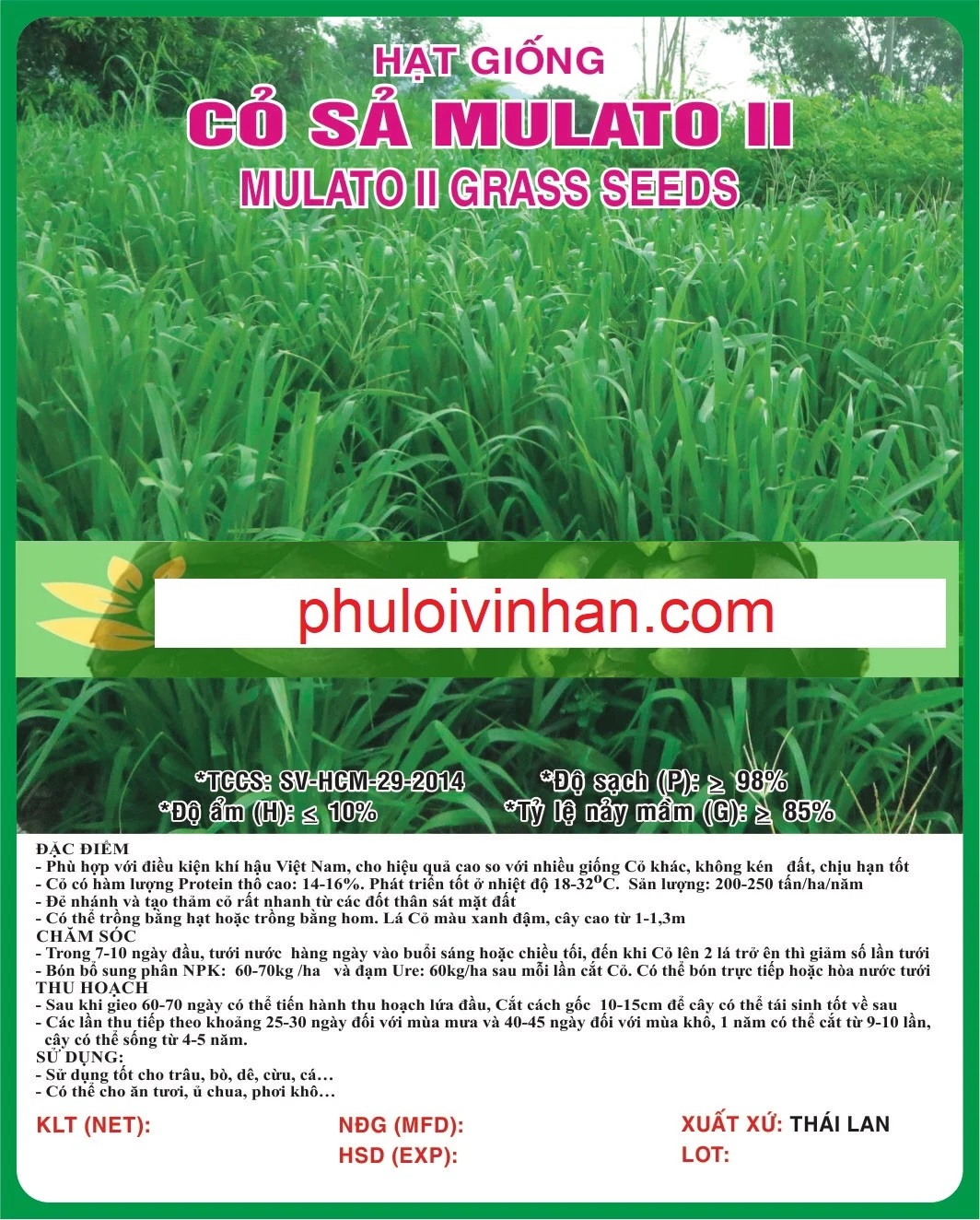 CỎ MULATO 2