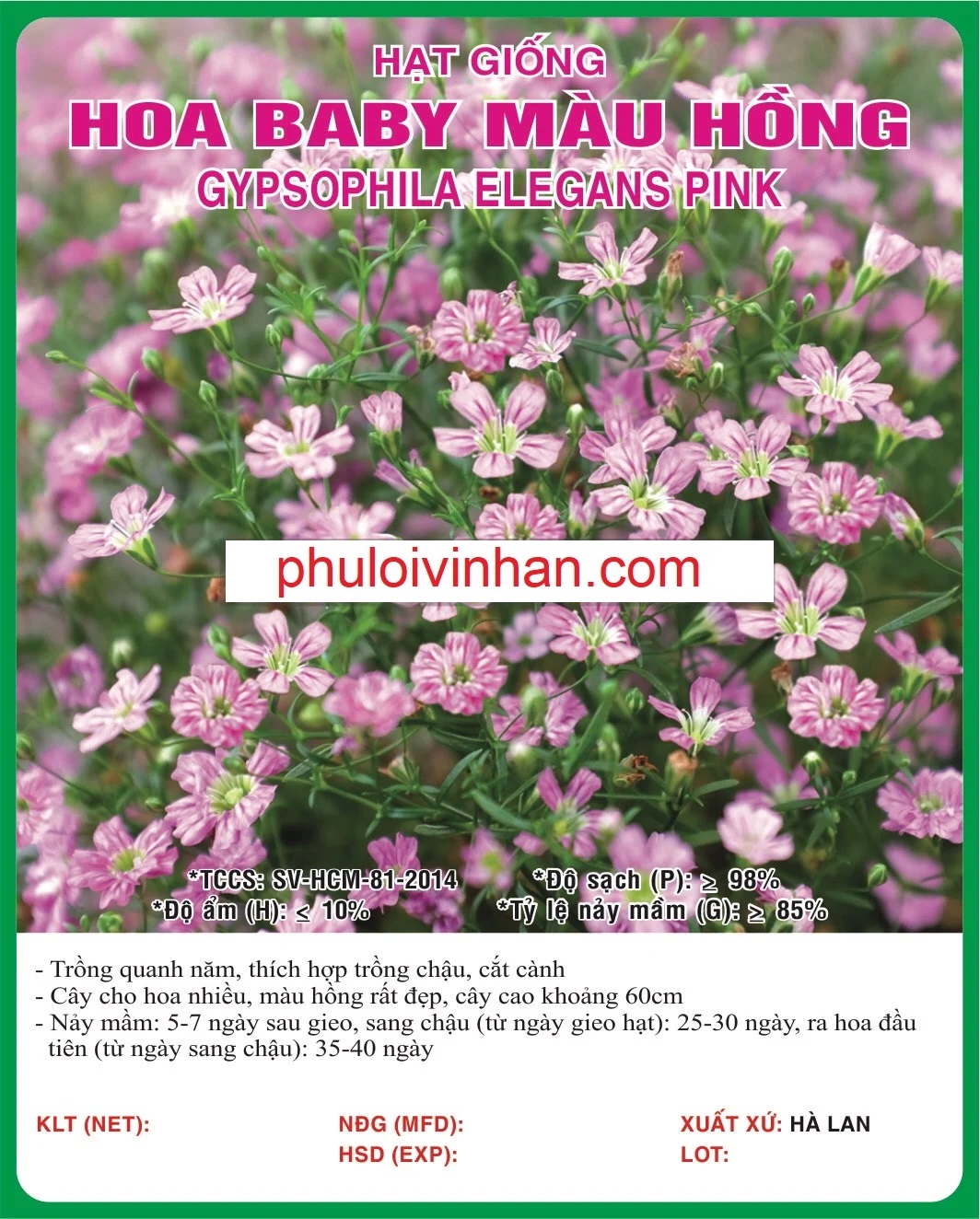 HOA BABY HỒNG - 0.5GR