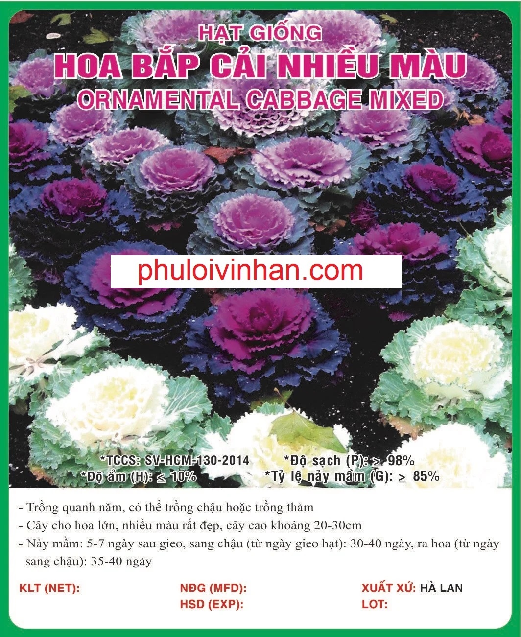 HOA BẮP CẢI NHIỀU MÀU - 0.5GR