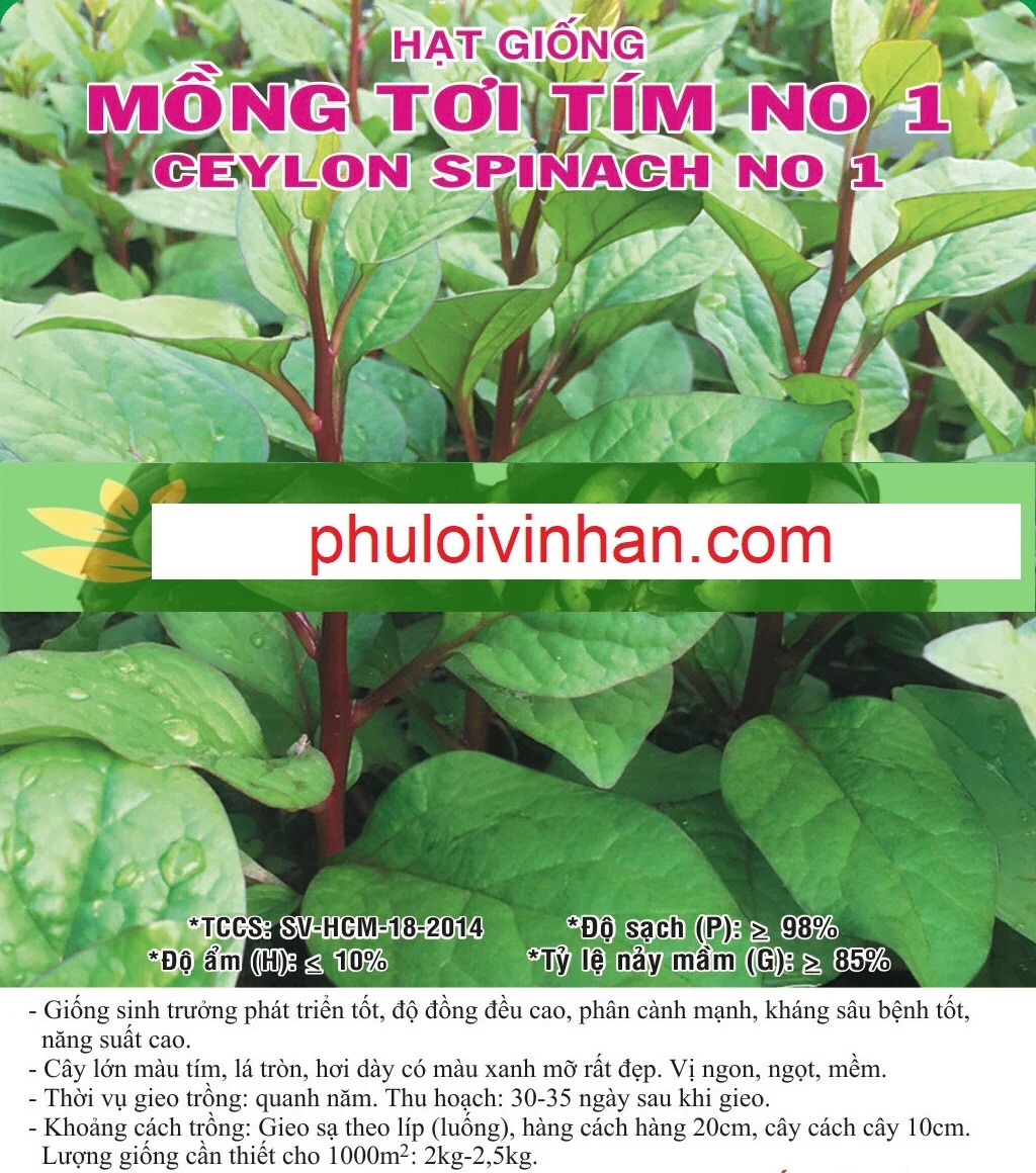 MỒNG TƠI TÍM
