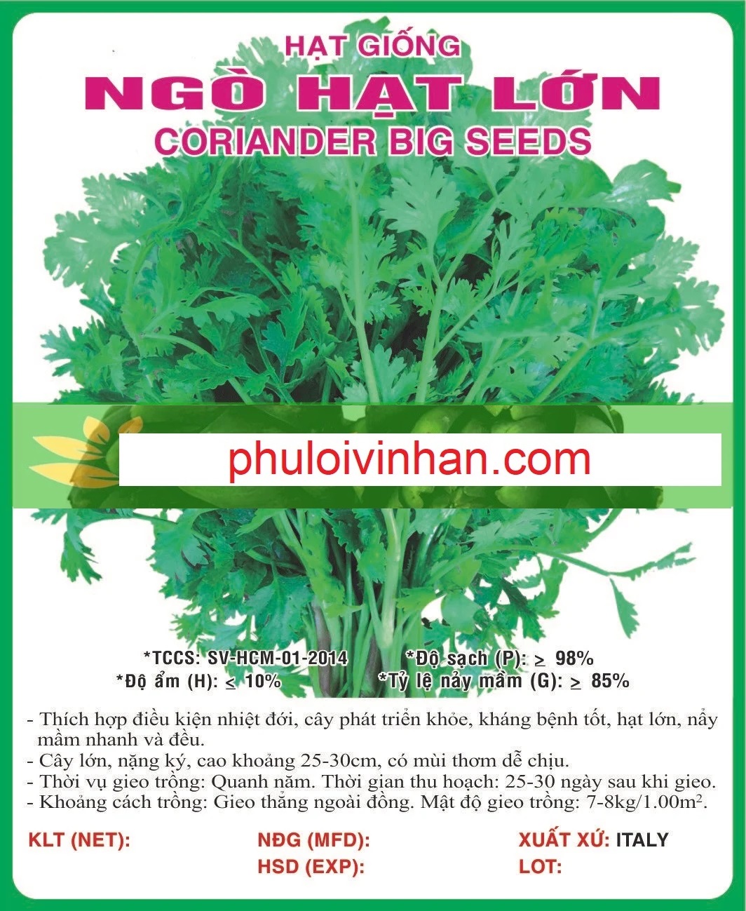 NGÒ HẠT LỚN (MÙI TA)