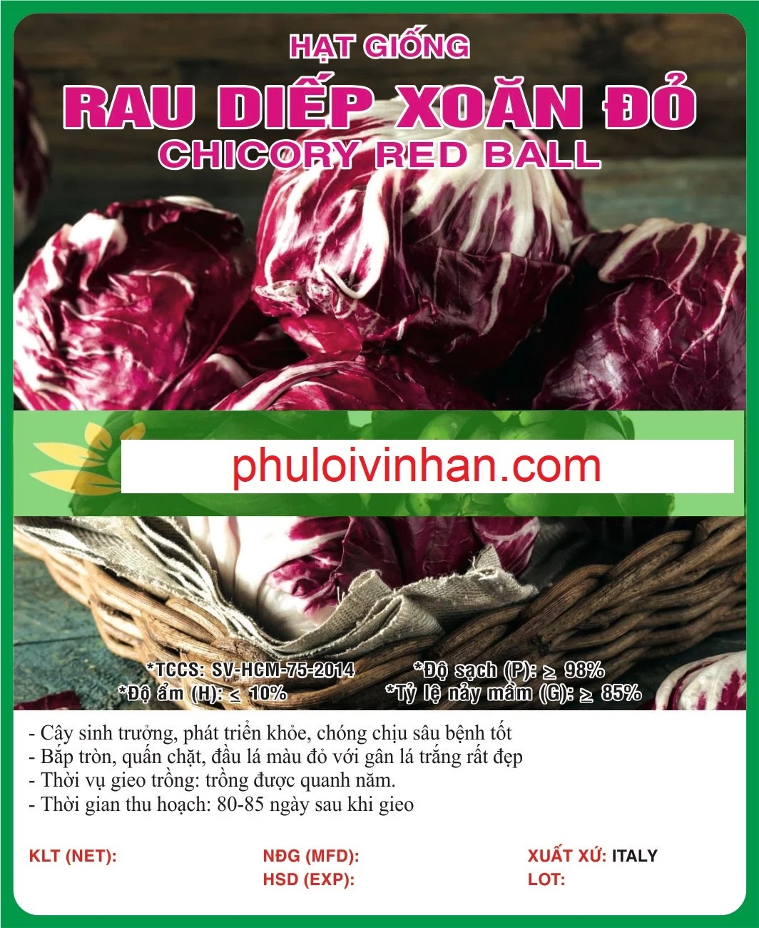 RAU DIẾP XOĂN ĐỎ