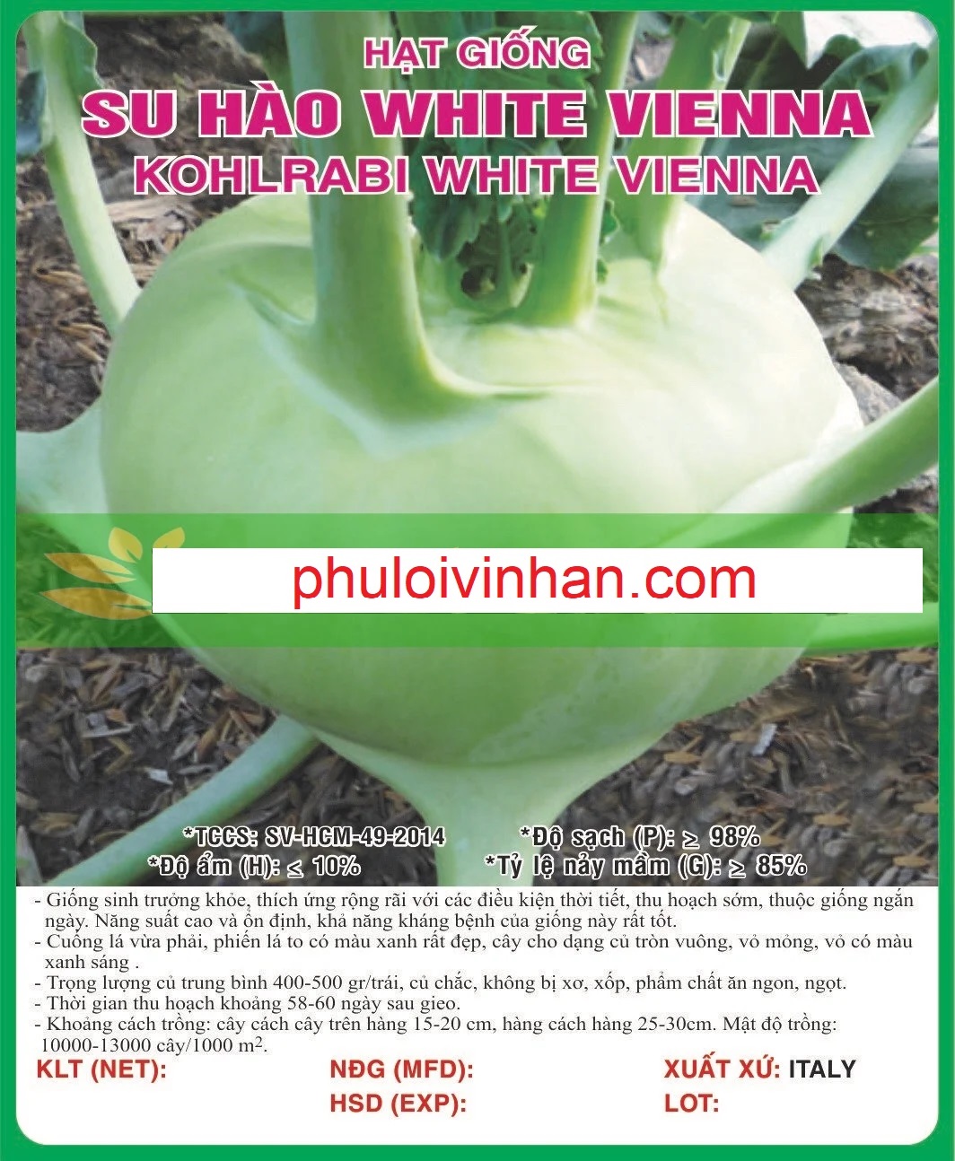 SU HÀO WHITE VIENNA (XANH) - 5GR